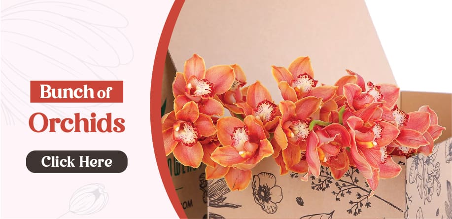 orchids