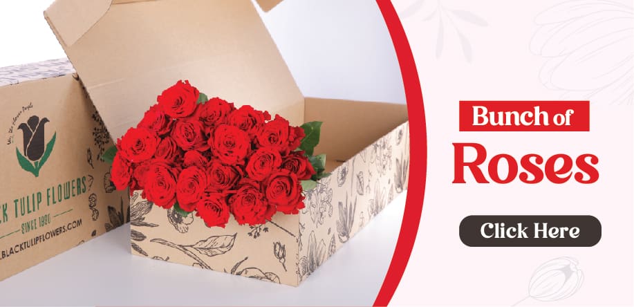 roses 2