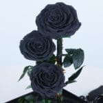 Black Trio Forever Rose 3 03 (32)