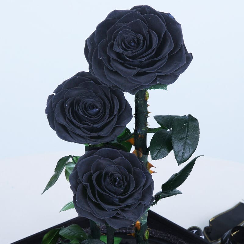 03 (32) 03 32