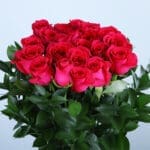 Elegant Dark Pink Roses 3 02