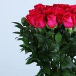 Elegant Dark Pink Roses 2 04