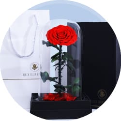 forever rose
