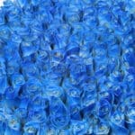 Mystic Blue Rose Box 3 05