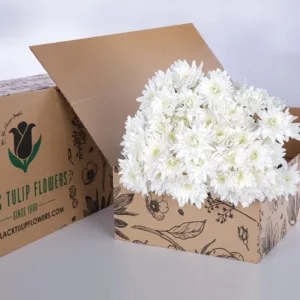 Chrysanthemum White Euro 2