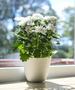 chrysanthemum flowers on white e1750689735548