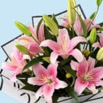 Exquisite Lily and Chocolate Cake Gift 4 05