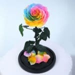 Rainbow Single Preserved Rose 3 02