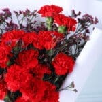 Red Carnations Bouquet & Teddy Combo 5 05