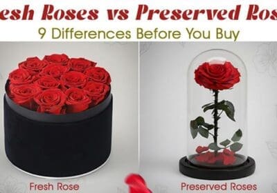 Fresh roses vs preserved roses 9 differences before you buy, comparing care, lifespan, and features.