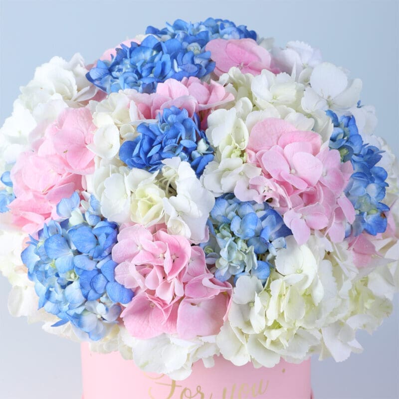 full hydrangea bloom box pink 03