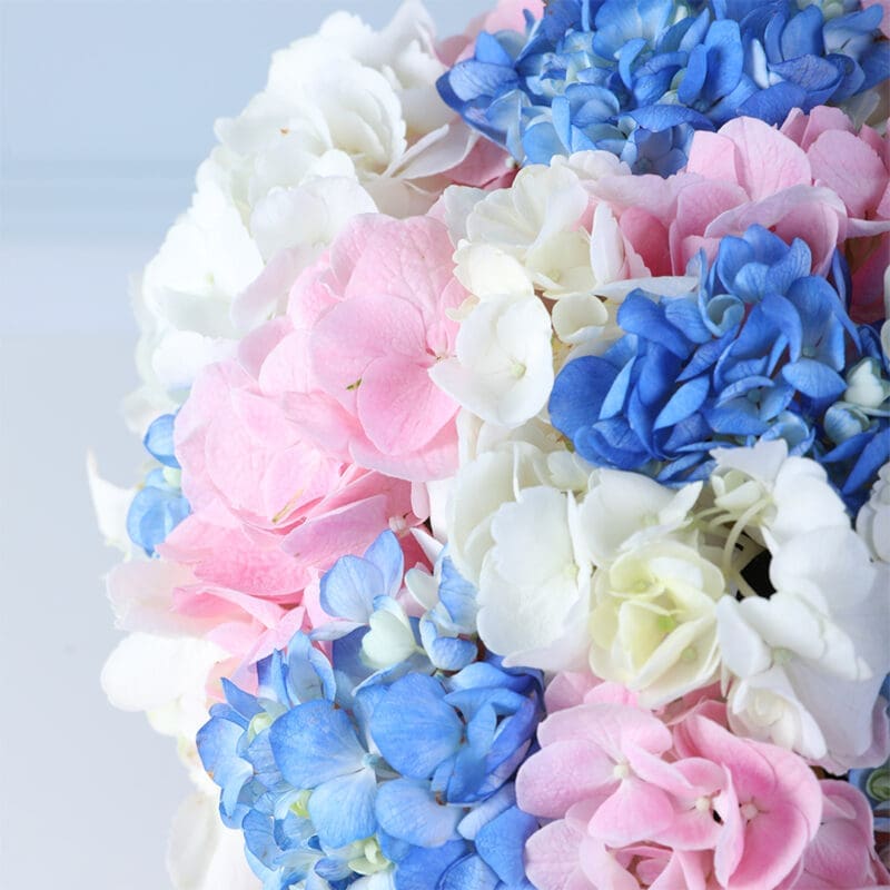 full hydrangea bloom box pink 05