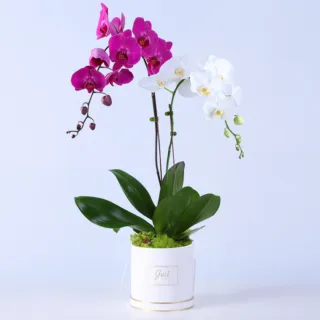 Orchid pot plant with elegant long-lasting blooms placed in a white decorative pot, suitable for indoor home décor and gifting purposes