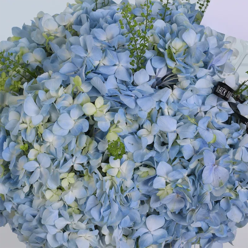 premium-hydrangea-graduation-gift_02 premium hydrangea graduation gift 02