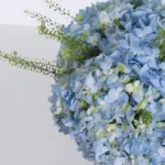 Premium Hydrangea Graduation Gift 4 premium-hydrangea-graduation-gift_04