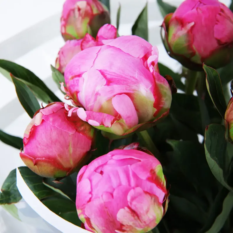 elegant-peonies-bouquet_01 elegant peonies bouquet 01