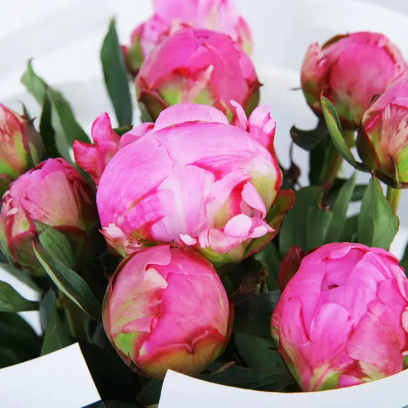 elegant-peonies-bouquet_02 elegant peonies bouquet 02