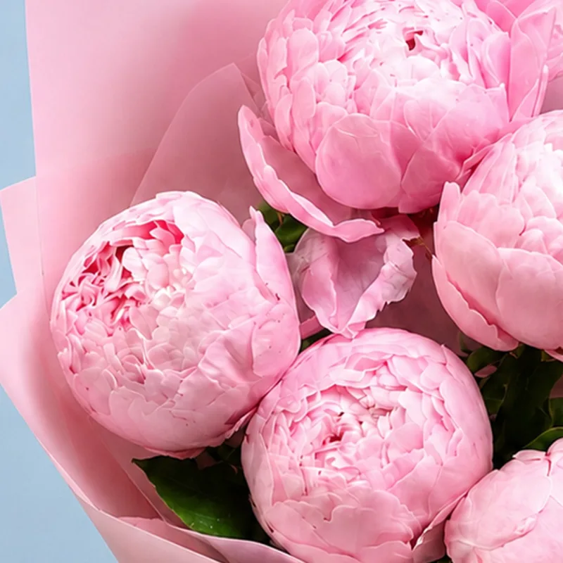 five-peonies-in-pink_03 five peonies in pink 03