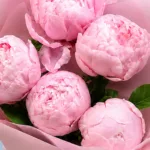 Five Peonies in Pink 4 five-peonies-in-pink_04