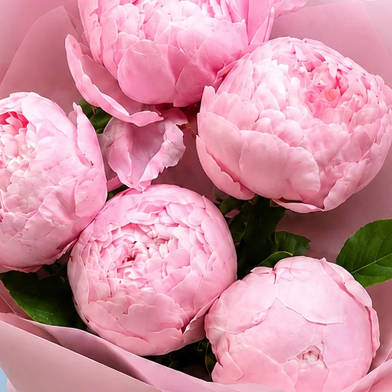 five-peonies-in-pink_04 five peonies in pink 04