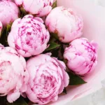 pink-peony-love_02