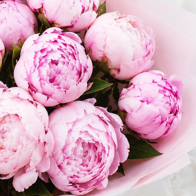 pink peony love 02