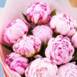 pink-peony-love_03