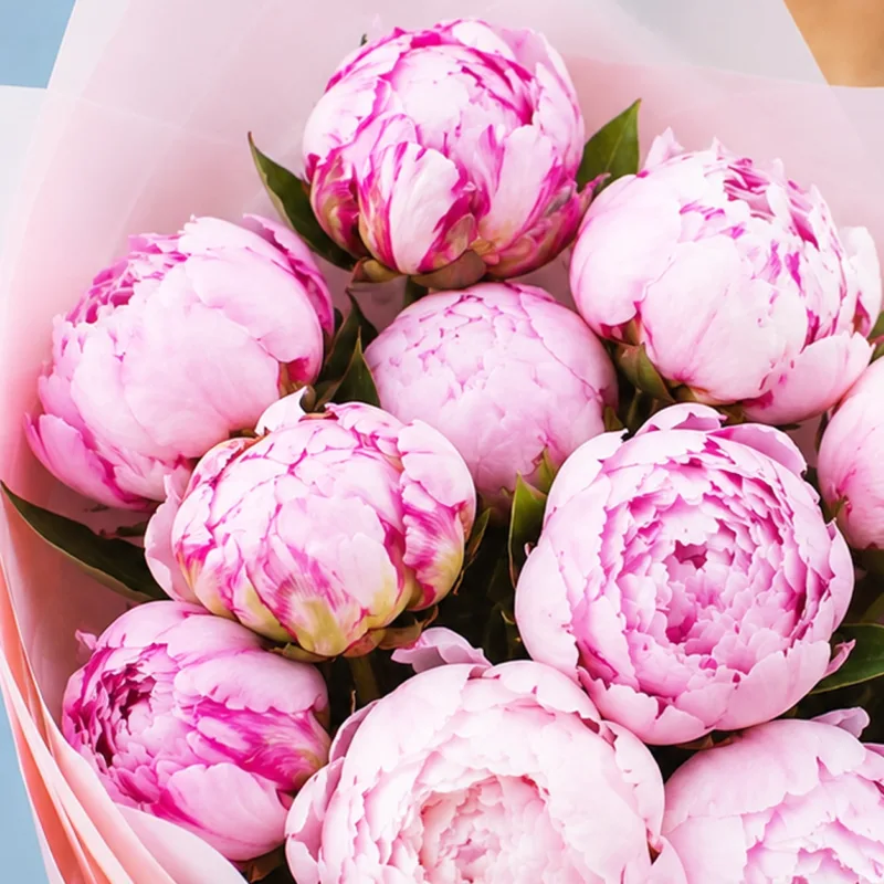 pink peony love 03