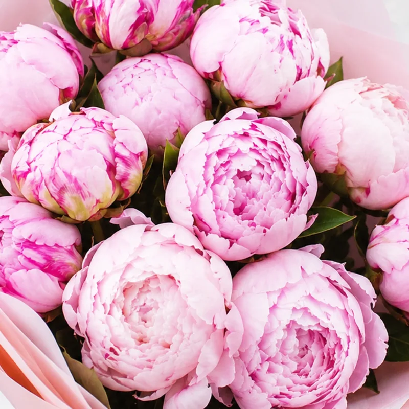 pink peony love 04
