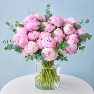 Blooming pink peonies in a premium vase arrangement for special moments.