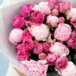 The Dual Shade Peonies 3 the-dual-shade-peonies_03