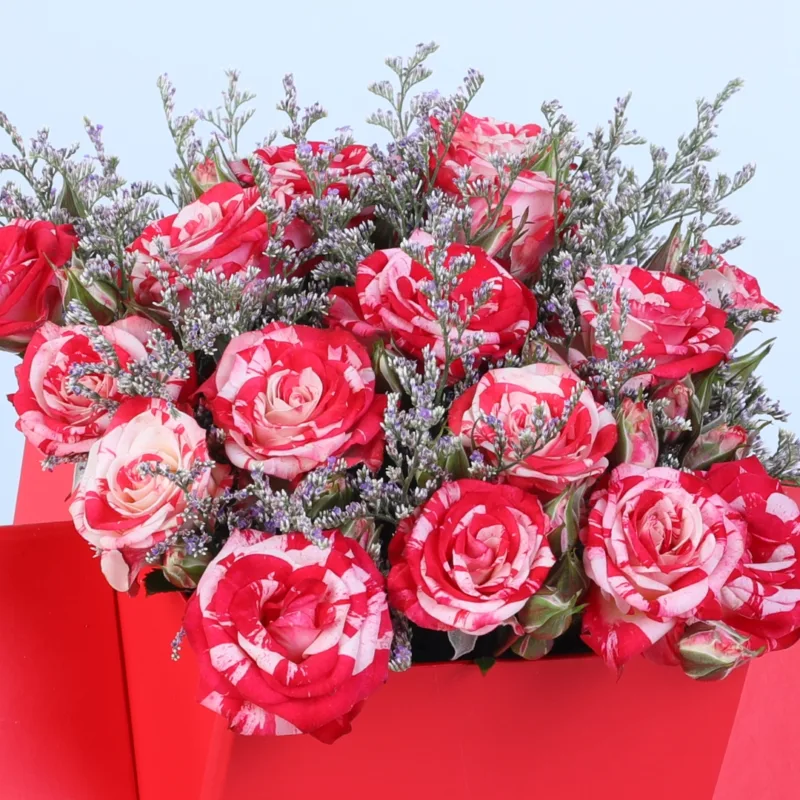 double colour spray rose envelope box 05
