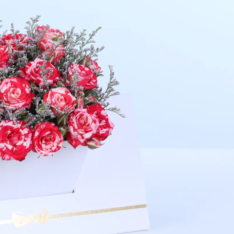 double colour spray rose white envelope box 04