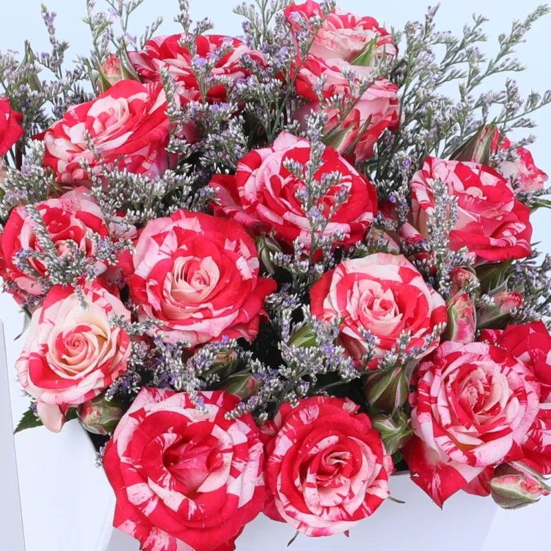 double colour spray rose white envelope box 05