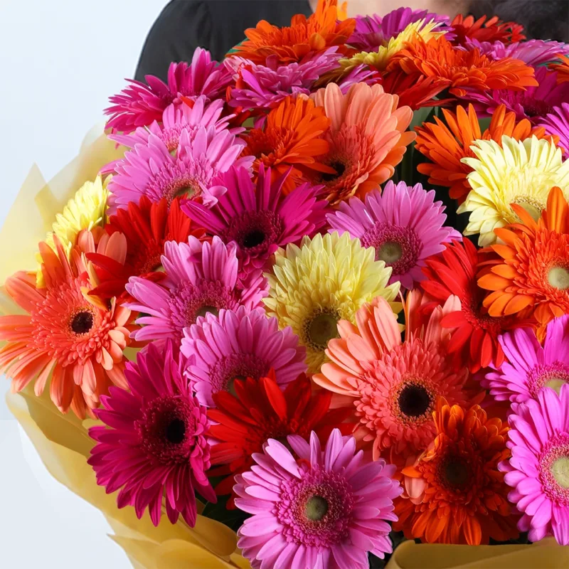 mixed-gerbera-premium-hand-bouquet_03 mixed gerbera premium hand bouquet 03