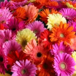 Mixed Gerbera Premium Hand Bouquet 4 mixed-gerbera-premium-hand-bouquet_04