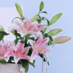 Pink Lily Cone Box Arrangement 2 pink-lily-cone-box-arrangement_02