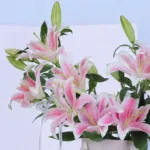 Pink Lily Cone Box Arrangement 3 pink-lily-cone-box-arrangement_03