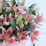 Pink Lily Paradise 4 pink-lily-paradise_04