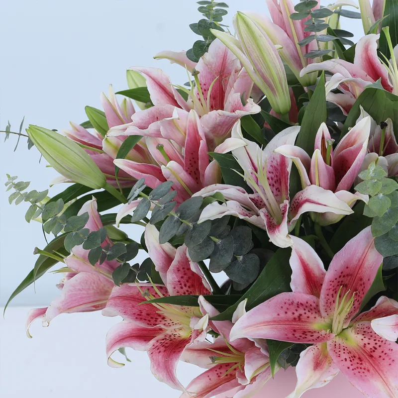 pink-lily-paradise_05 pink lily paradise 05