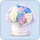 Hydrangeas