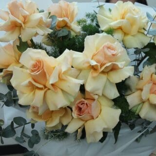 BTF Home 15 Peach Blossom
