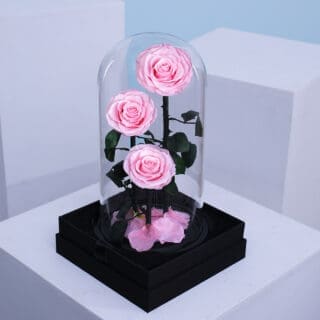BTF Home 32 3 light pink forever roses in a stylish transparent domed box.