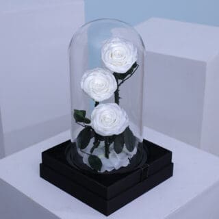 BTF Home 83 3 white forever roses placed elegantly in a transparent dome box.