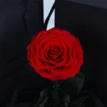 Red Forever Rose - Medium Size 5 single-red-forever-rose-glass-dome_04