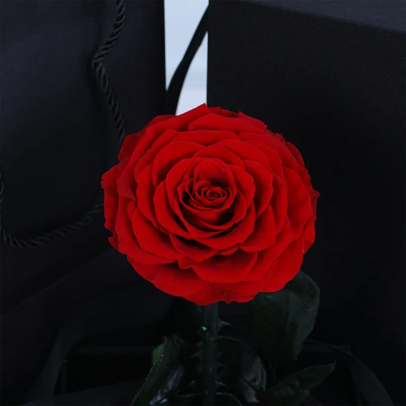 single-red-forever-rose-glass-dome_04 single red forever rose glass dome 04
